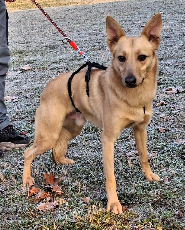 Manuel Dolce E Timido